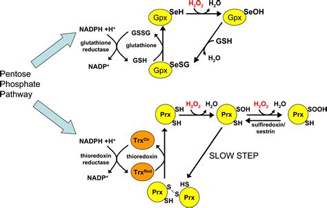 Hydrogen Peroxide Sensing And Signaling Molecular Cell