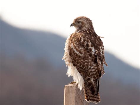 Red-tailed Hawk Nesting (Complete Guide) | Birdfact