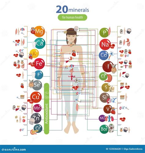 Effect of Trace Elements on the Health of Human Organs Stock Vector ...