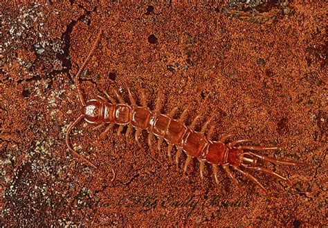 179504 Centipede Lithobius Forficatus Bugguidenet