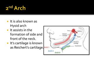 Musculoskeletal Derivative Of Pharyngeal Arches PPT