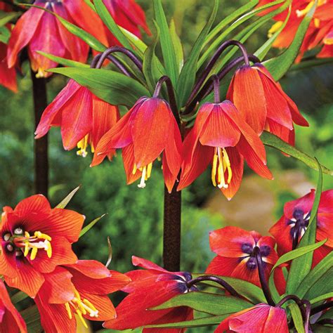 Fritillaria Chopin Crown Imperial Flowers Brecks