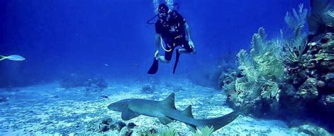 The Great Blue Hole Lighthouse Reef Atoll Snorkel