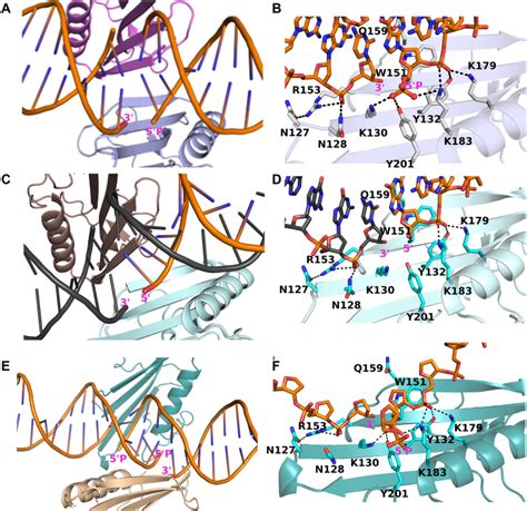 Structural Basis For Dna Break Recognition By Artd Parp Abstract