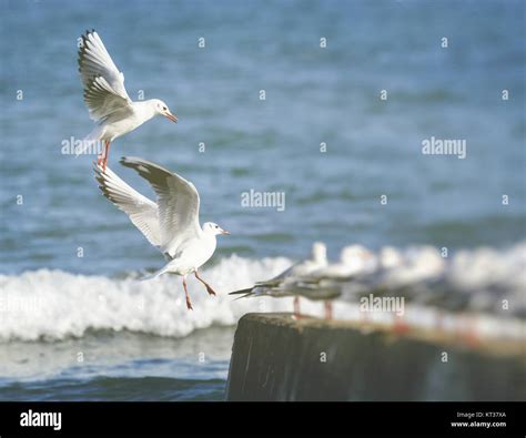 Group Of Seagulls Stock Photo Alamy