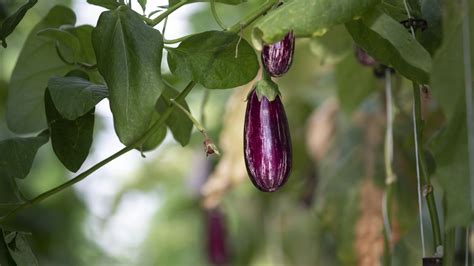 Faut Il Tailler Les Aubergines Les Experts Sont Divis S Sur Les