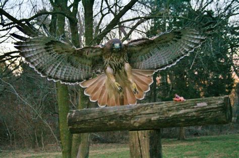 A Large Bird Flying Over A Wooden Post In The Woods With Its Wings