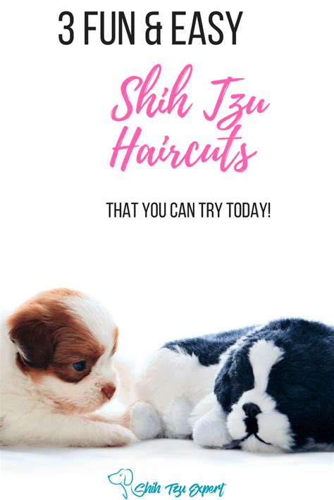 4 MOST Stunning Shih Tzu haircuts 1.Puppy cut 2.Teddy bear 3.Lion cut ...