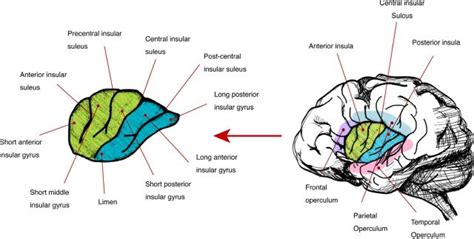 Insular Epilepsy An Under Recognized Seizure Semiology A Review For General Neurologist Pmc