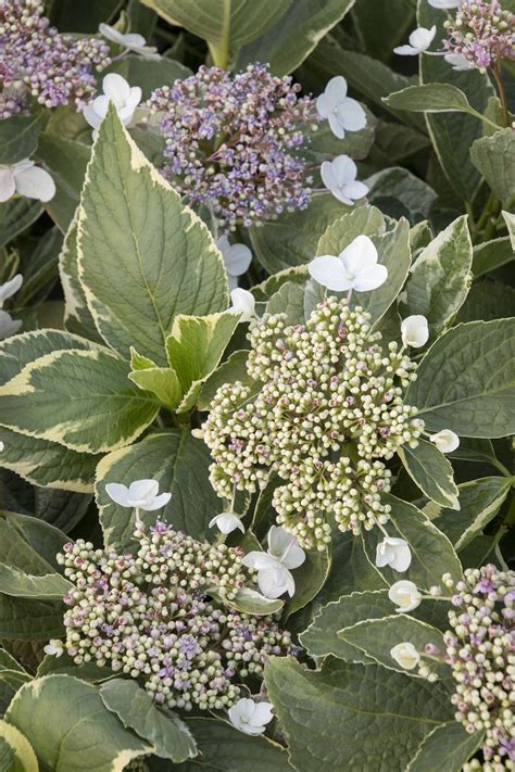 Variegated Hydrangea Monrovia Variegated Hydrangea Variegated