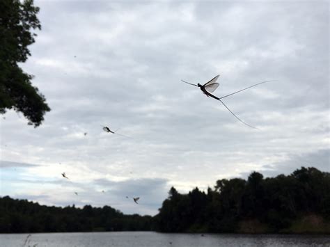 Mayfly Swarm Mayflies Hatch On The St Louis River In Jay  Flickr