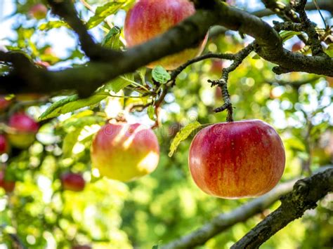 Manzanas Rojas En Un árbol En El Jardín Cultivando Productos