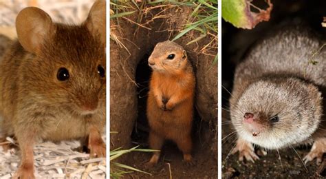 Voles Vs Moles How Are They Different