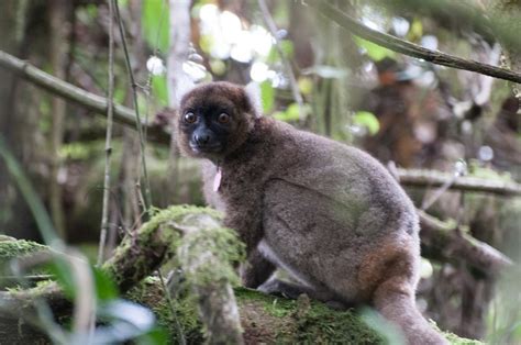 Greater Bamboo Lemur: Why Is It Endangered?