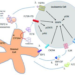 Mechanisms Involved In Microenvironment Mediated Resistance To Flt