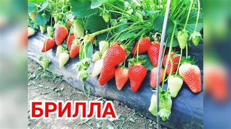 Клубника Брилла Описание Сорта Фото Отзывы Садоводов – Telegraph