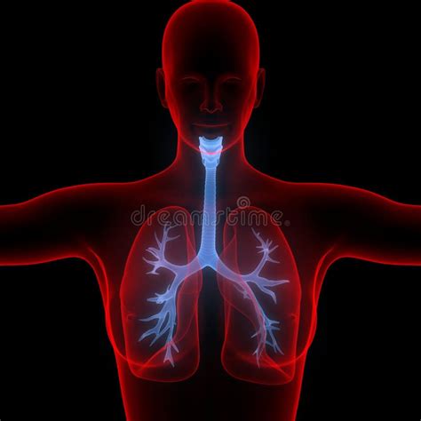 Os Pulmões Fazem Parte Da Anatomia Do Sistema Respiratório Humano 3d