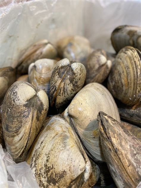 Live Surf Clams Pacific Fresh