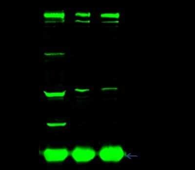 CTNNA3 Antibody NBP2 99083 Bio Techne