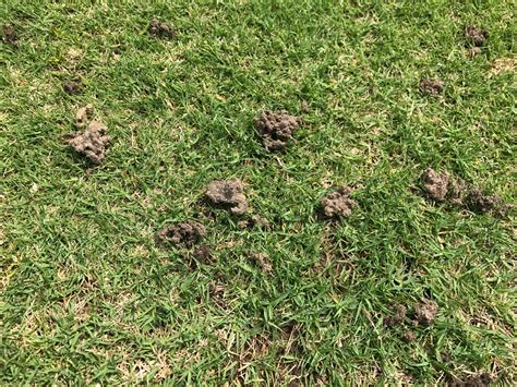 Mole Cricket Damage
