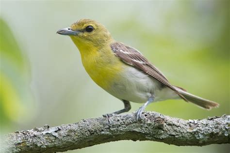 Yellow-throated Vireo – birdfinding.info