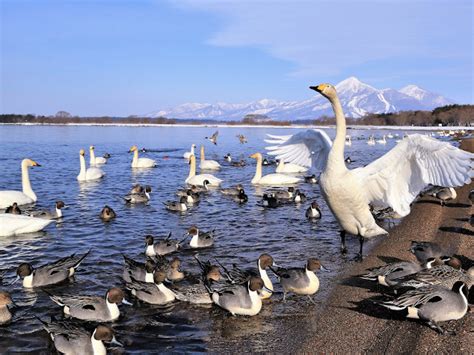 猪苗代湖 白鳥飛来 東山パークホテル新風月【公式サイト】会津東山温泉旅行 伊東園ホテルズ