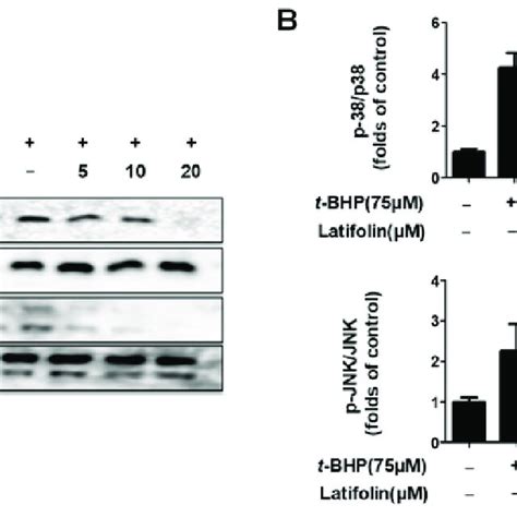 Effects Of Latifolin On MAPK Signaling Pathways In BJ 5ta Cells A B