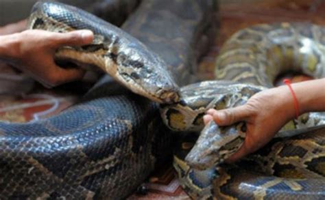 Ketua Yayasan Sioux Ular Indonesia Meninggal Digigit King Cobra