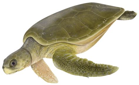 Flatback Turtles Sea Turtle Species — The State Of The Worlds Sea