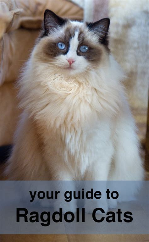 Ragdoll Cat Care, Traits And Breed Guide