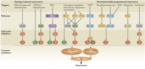 Lecture 4 - Cellular Senescence as a Cause of Senescent Pathology ...