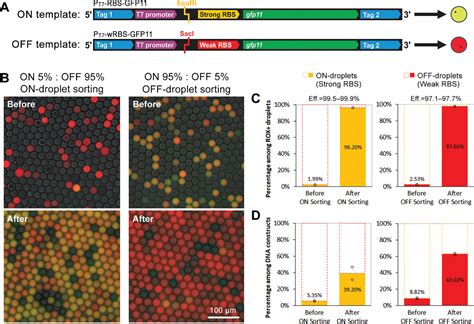 Figure From High Throughput Screening Of Cell Free Riboswitches By