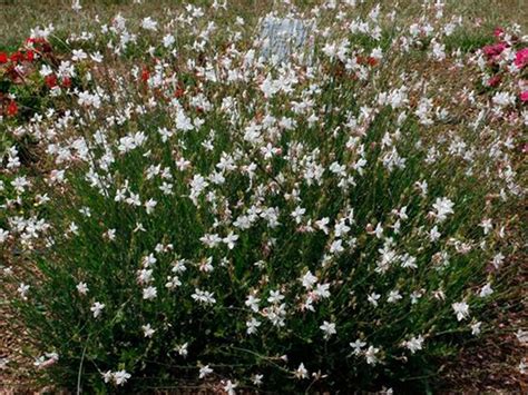 Gaura Lindheimeri Geyser White Fleur