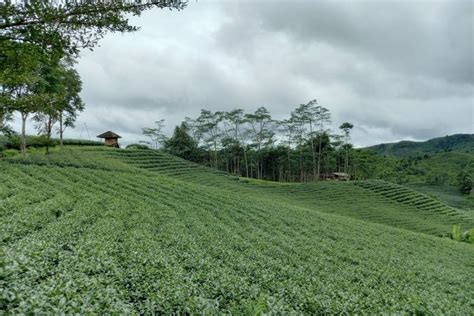 Wisata Kebun Teh Cikuya Lebak Pernah Sabet Gelar Teh Terbaik Di Dunia