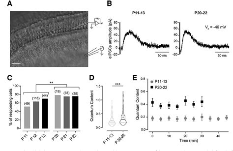 Figure 1 From Functional Postnatal Maturation Of The Medial Olivocochlear Efferent Outer Hair