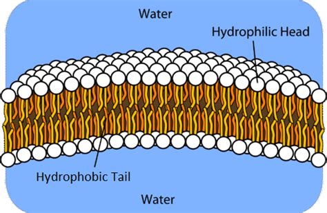 14.3: Phospholipids in Cell Membranes - Chemistry LibreTexts