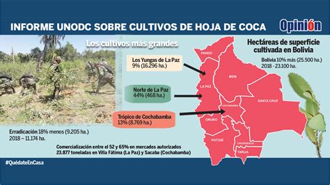 Crecen En 10 Los Cultivos De Coca Y La Erradicación Se Frena