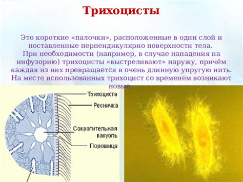 Презентация "Инфузория-туфелька"