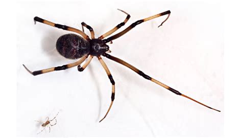 Brown Widow Spider | Center for Invasive Species Research