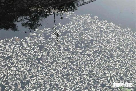 Parce qu il y a des milliers de poissons morts dans les rivières du