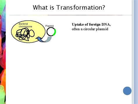 What is Transformation Bacterial chromosome Plasmid Uptake of