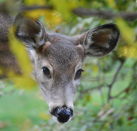 Hinterland Who's Who - White-Tailed Deer