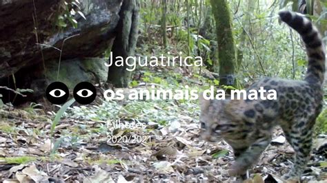 Jaguatirica Leopardus Pardalis Filhotes Youtube