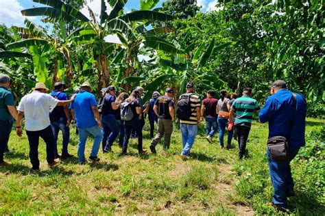 Instituições do setor agropecuário dão treinamento sobre fusariose da