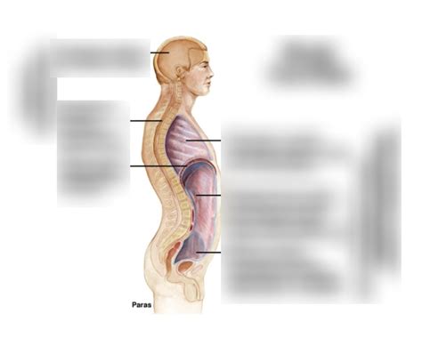 Lecture 1 Body Cavities Diagram Quizlet