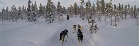 Viaggi In Finlandia Svezia Avventura Con I Cani Da Slitta Nel Cuore