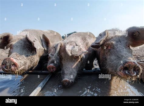 Large White Pigs Drinking From A Water Trough Stock Photo Alamy