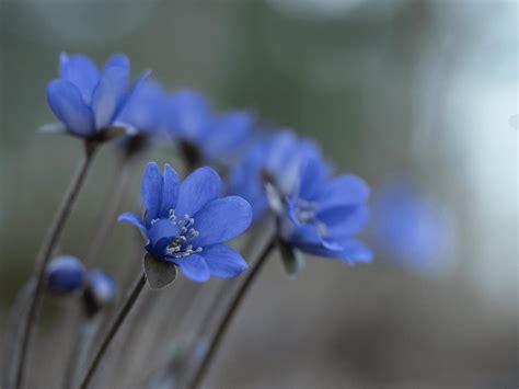 Blue Flowers 59 Photos & Videos Collected by Lisa Fotios