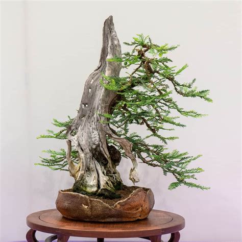 Redwood Empire Bonsai Societys 35th Annual Show Bonsai Tonight