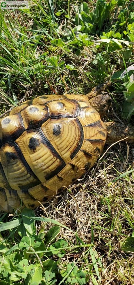 Tortues Terrestres Tortue Hermann Femelle Adulte Languedoc Roussillon